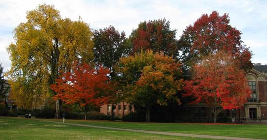 Fall color on the Oregon State campus